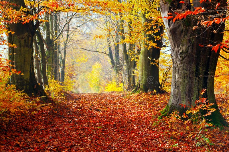 A path through an autumn forest, deep in red and orange fallen leaves, with yellow and green still in the canopy.